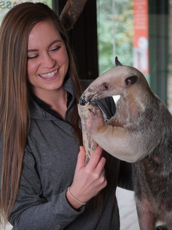 How do anteaters eat so many ants? A tamandua anteater from Cincinnati Zoo with its keeper Colleen Adams – Bild: Animal Planet /​ Discovery Communications, LLC