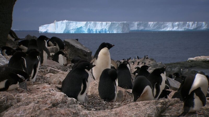 Adeliepinguine. – Bild: ORF/​ZDF/​Wild Thring Media