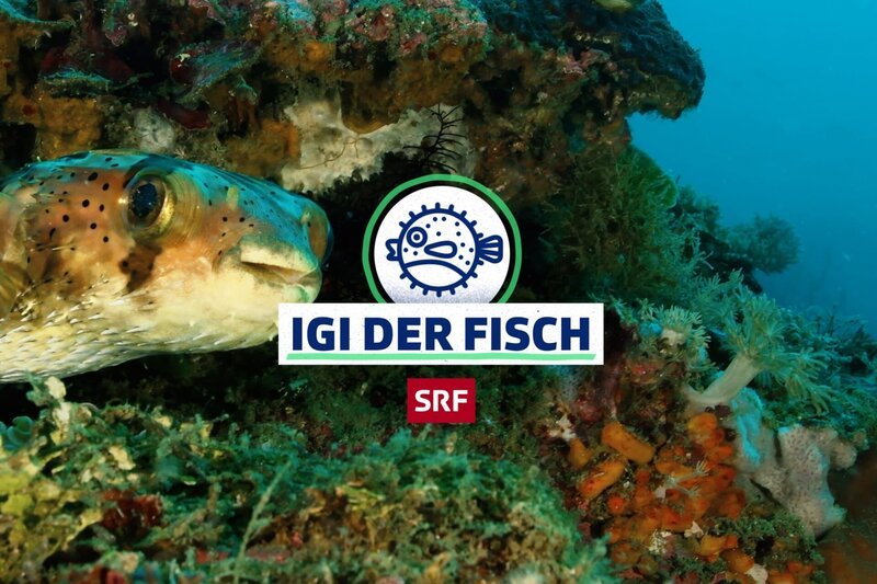 Bild: SRF