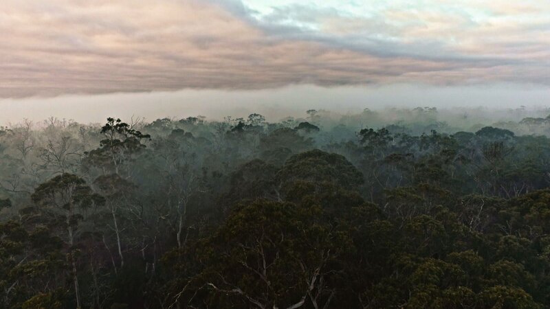 Naturschutzgebiet Danum Valley – Bild: 2021 Screen Australia, Ronde Pty Ltd, Create NSW, National Indigenous Television and Screen Territory /​ THE HISTORY CHANNEL