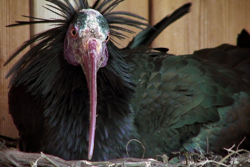 Der Waldrapp - Punkvogel aus den Alpen – Bild: MedienKontor/​Angelika Vogel