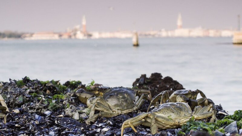 Wildes Venedig – Bild: ZDF und ORF/​Epo Film