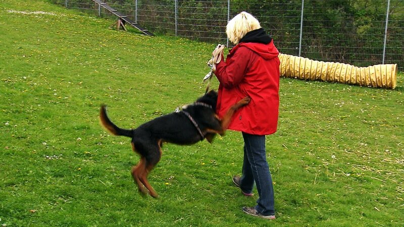 Airedale-Terrier-Mix „Tammo“, Martina Höfer – Bild: Mediengruppe RTL