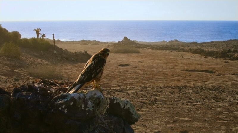 Junger Galapagos-Falke, Santa Fe – Bild: ORF/​BBC