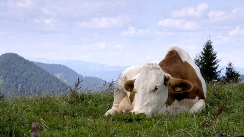  Sommeralm, Steirisches Almenland. – Bild: ORF/​ORF III/​splash productions