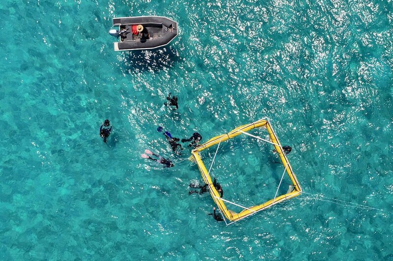 Strände neu aufschütten, gegen invasive Arten kämpfen und Korallenlarven ansiedeln – zum Erhalt der Biodiversität am Great Barrier Reef gibt es viele Methoden. – Bild: SRF/​ARTE