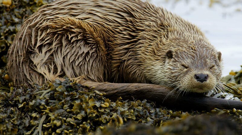 Für Fischotter ist die verschlungene Küstenlandschaft der Shetland-Inseln ein Paradies: Bis zu drei Junge kann ein Weibchen hier auf einmal großziehen. – Bild: Phoenix/​ZDF/​NHNZ Ltd.
