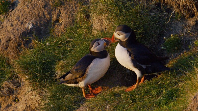 Zärtliches Schnäbeln gehört zum Paarungsritual der Papageitaucher. – Bild: phoenix/​ZDF/​NHNZ Ltd.