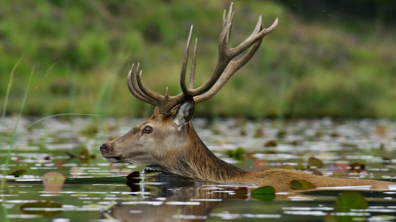 Im Wasser hat der Rothirsch Ruhe vor stechenden Plagegeistern. – Bild: Phoenix/​ZDF/​NHNZ Ltd.
