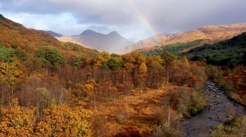 Der Herbst färbt die typischen Eichenwälder an der Westküste Schottlands. – Bild: Phoenix/​ZDF/​NHNZ Ltd.