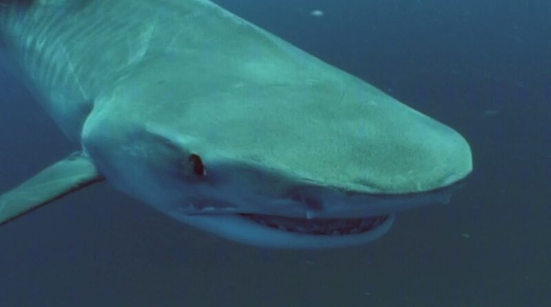 Shark. – Bild: National Geographic Channels
