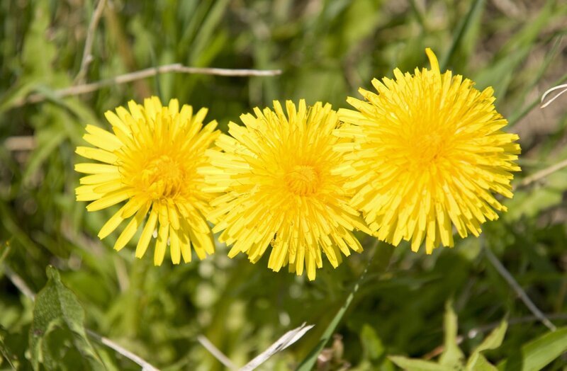 Wer kennt sie nicht, die leuchtend gelben Wiesen im April und Mai. Dieser schöne Blütenteppich, der fast überall zu sehen ist, stammt vom Löwenzahn. – Bild: BR/​Natasha-I. Heuse