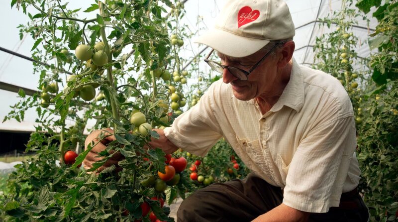 Bio-Bauer Bruno Thomé aus Daun-Weiersbach in der Vulkaneifel bei der Tomatenernte. – Bild: SWR