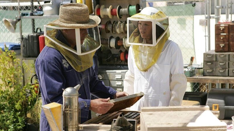 Grissom (William Petersen) und Sara (Jorja Fox) kümmern sich um den Bienenstock. – Bild: MG RTL D /​ CBS