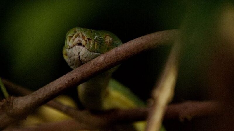 „Najdziksze wyspy Indonezji“ – „Wildest Islands Of Indonesia“ – Bild: port.hu
