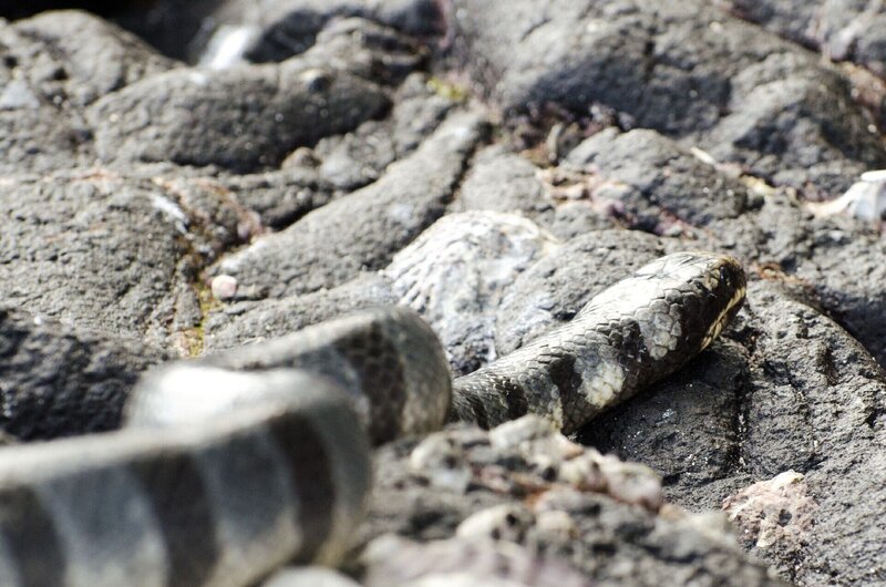 Nattern-Plattschwanz – Bild: RTL /​ Off The Fence Production /​ Colin Collis