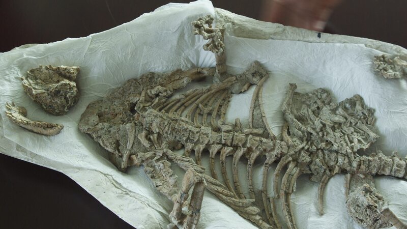 Der Repenomamus lebte vor 130 Millionen Jahren, war ein wolfsgroßes Säugetier und fraß kleine, gefiederte Dinosaurier. – Bild: ZDF