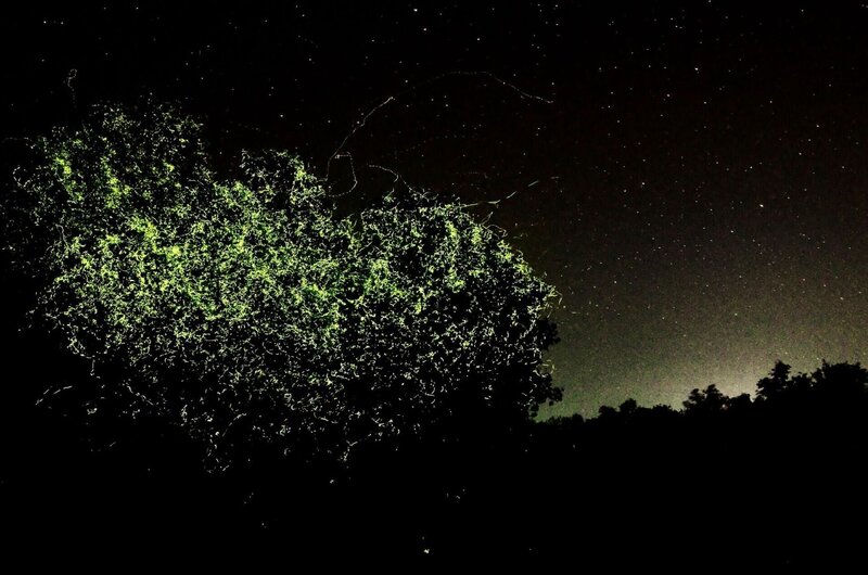 Glühwürmchen – Bild: RTL /​ Off The Fence Production /​ Richard Kirby