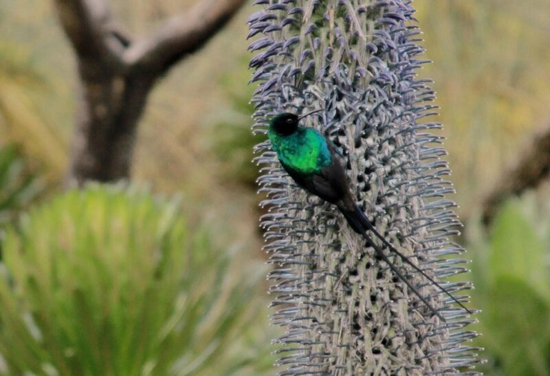 Nektarvogel. – Bild: Terra Mater Factual Studios
