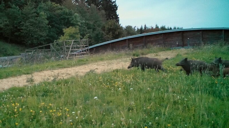 Wildschweine überqueren die Grünbrücke an der A1 in der Eifel. – Bild: WDR/​Längengrad Filmproduktion