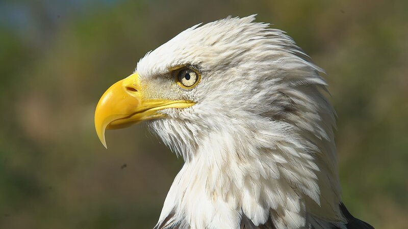 Challenger the eagle from the American Eagle Foundation. – Bild: Animal Planet /​ Discovery Communications, LLC