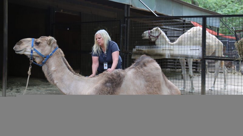 Fausto and Camel Max. – Bild: Animal Planet /​ Discovery Communications, LLC