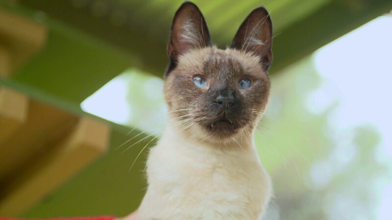 Cat – Bild: Amazon Web Services, Inc. or its affiliates.