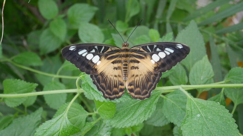 How do caterpillars turn into butterflies? The caterpillars chewing mandibles are replaced with a long toothless tube for sucking nectar, its fat belly becomes a slim torso, and wings are formed. – Bild: Animal Planet /​ Discovery Communications, LLC