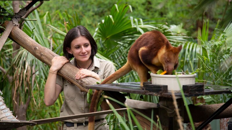 How do kangaroos live in trees? A tree kangaroo with keeper at Adelaide Zoo, Australia. – Bild: Discovery Communications, LLC