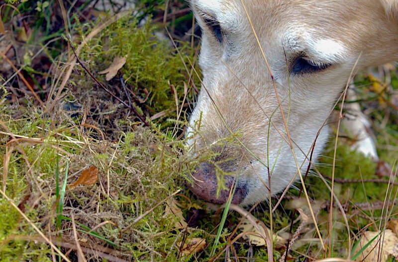 Molly, die ausgebildete Wolfsspürhündin, hilft Lea bei der Spurensuche in der Lausitz – Heimat der größten Wolfspopulation Deutschlands. – Bild: MedienKontor/​Dietrich von Richthofen