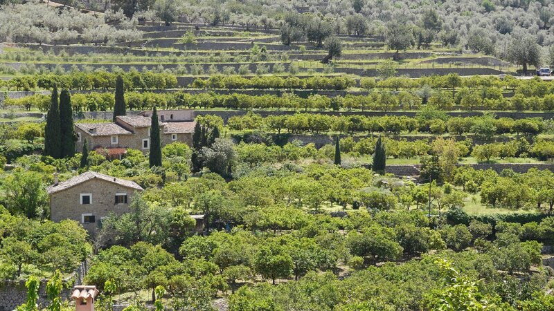 Orangen- und Oliventerrassen über Sóller. – Bild: xplore