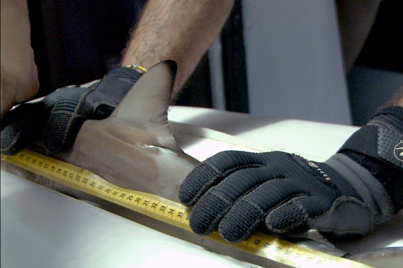 Bei Nacht vermessen und markieren die Forscher Haie in der Wafer Bay, Cocos Island. – Bild: MedienKontor/​Cordula Stadter, MedienKontor/​Peter Löseke