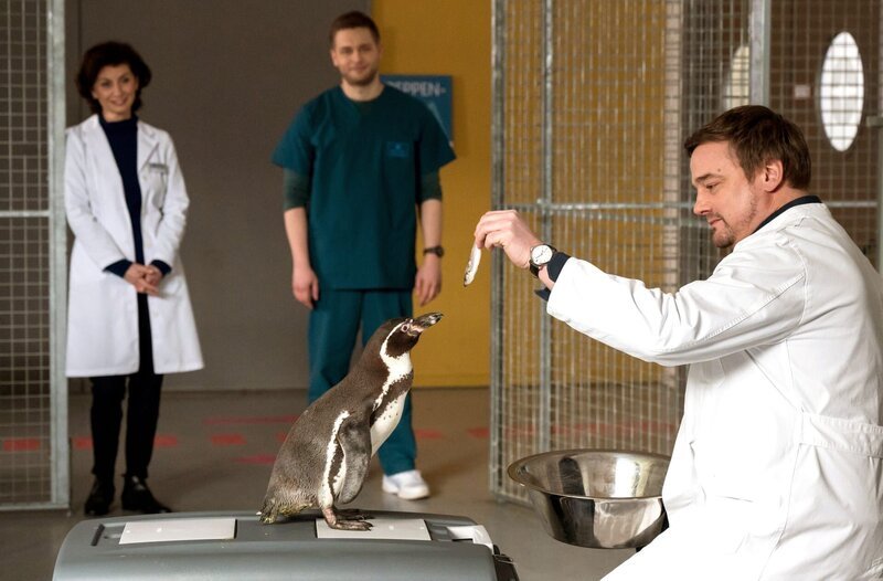 Mikko Rantala (Luan Gummich) und Karin Patzelt (Marijam Agischewa) beobachten Marc Lindner (Christian Beermann), der sich rührend um die Pinguindame kümmert. – Bild: ARD/​Jens-Ulrich Koch