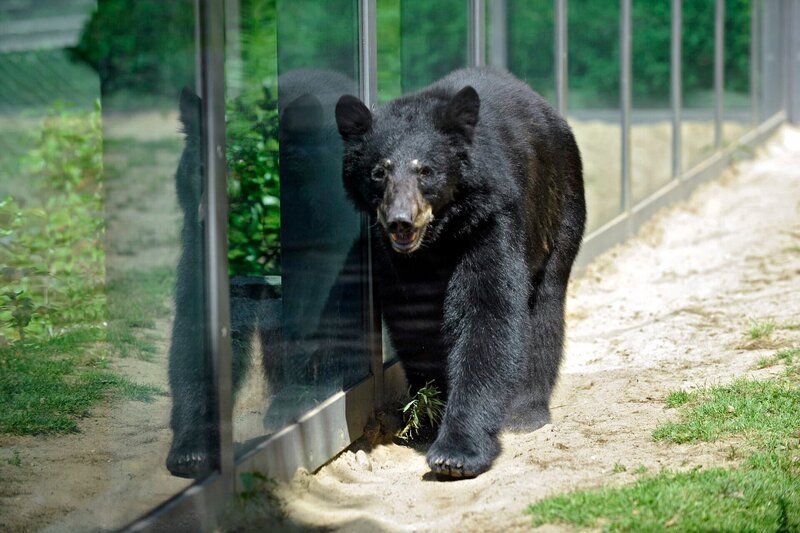 rbb Fernsehen PANDA, GORILLA & CO., TEIL 216, „Geschichten aus dem Zoo Berlin und dem Tierpark Berlin“, am Freitag (17.02.12) um 21:00 Uhr. Der junge, dynamische Schwarzbär Jesper wartet auf seinen Einlass ins Haus. – Bild: rbb/​Thomas Ernst
