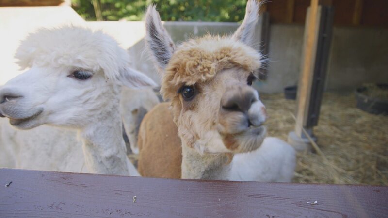 Alpaca Baby. – Bild: Animal Planet /​ Discovery Communications, LLC