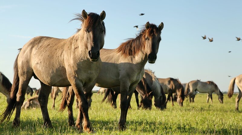 Wildpferde: Im Naturgebiet Oostvaardersplassen leben rund 400 Koniks, eine Rasse, die den ausgestorbenen europäischen Ur-Pferden, den Tarpanen, sehr ähnlich ist. – Bild: WDR/​Hans-Peter Kuttler