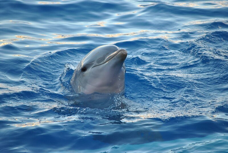 Dolphin – Bild: Pixabay License