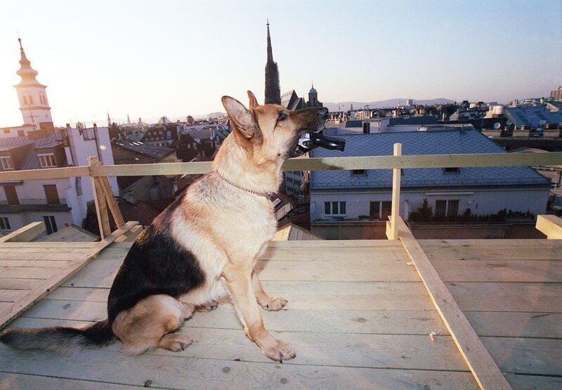 Rex. – Bild: ORF 2