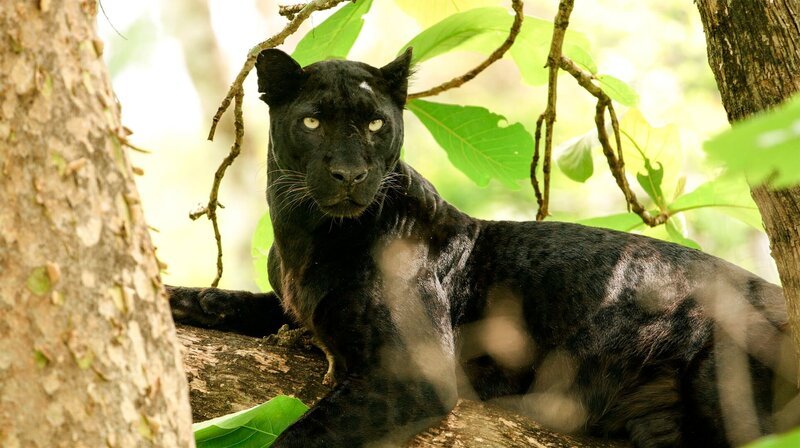 Ein schwarzer Panther wie Baghira thront auf einem Baum. – Bild: NDR, ORF, ARTE, Doclights GmbH /​ NDR Naturfilm, WDR, DreiD.at, Kalyan Varma
