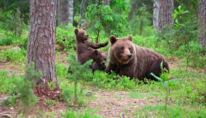 Braunbärmutter mit ihrem Jungen in der Taiga, Finnland. – Bild: WDR/​Heidi Engelhardt