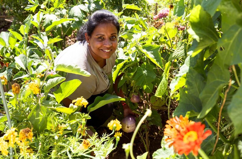 Zum Finale geht es in den Interkulturellen Gemeinschaftsgarten nach Lahr im Schwarzwald. Hier gärtnert die heutige Gastgeberin Sugirtha Navarathinam gemeinsam mit 25 anderen Menschen. Auf ihrer Parzelle baut sie vor allem Nutzpflanzen aus ihrer Heimat Sri Lanka an: Bittergurken, besondere Bohnen und Auberginen. – Bild: WDR/​Melanie Grande