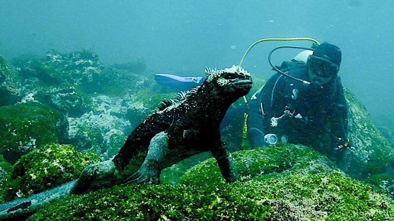 Touristenführer Mathias Espinosa betrachtet eine Meerechse unter Wasser. Diese Tiere sind die einzigen Echsen der Welt, die ins Wasser steigen, um Algen zu fressen. – Bild: ZDF und SRF