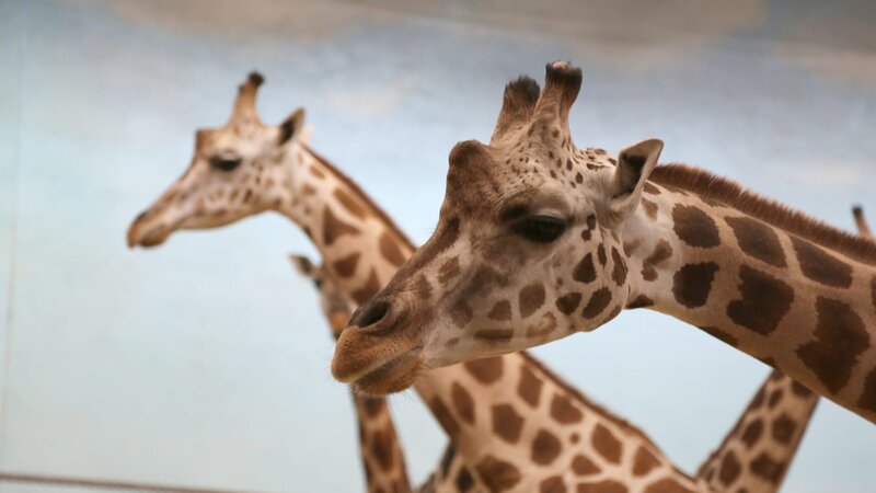 Giraffes on exhibit at Carter Giraffe Building – Bild: Discovery Communications, LLC