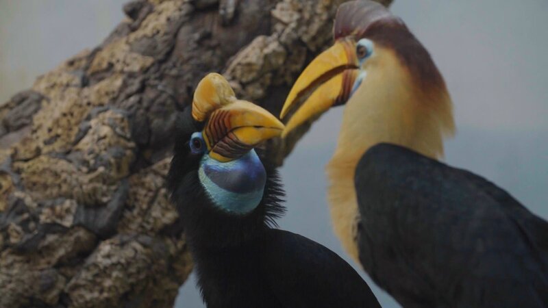 Great Hornbills on perch. – Bild: Animal Planet /​ Discovery Communications, LLC