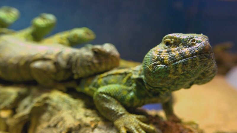 Uromastyx is in an enclosure. – Bild: Animal Planet