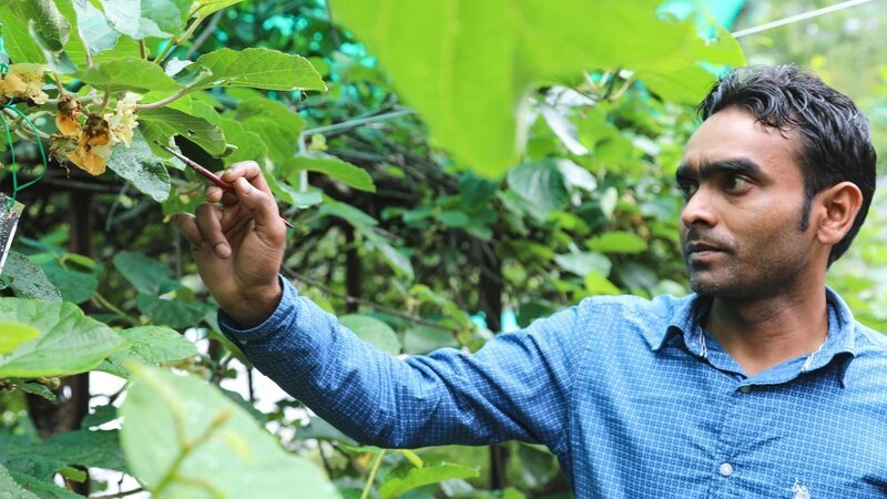 Ein Wissenschaftler bestäubt eine Kiwi-Blüte am staatlichen Ökoinstitut. – Bild: 2018 CuriosityStream Ein Wissenschaftler bestäubt eine Kiwi-Blüte am staatlichen Ökoinstitut. – Bild: 2018 CuriosityStream