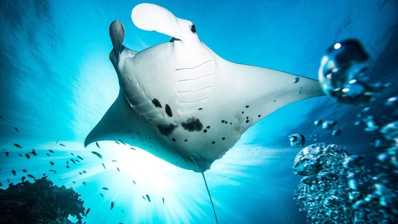 Wale, Mantarochen oder Walhaie kommen zum Riff, um sich von Plankton zu ernähren. – Bild: SRF/​ARTE