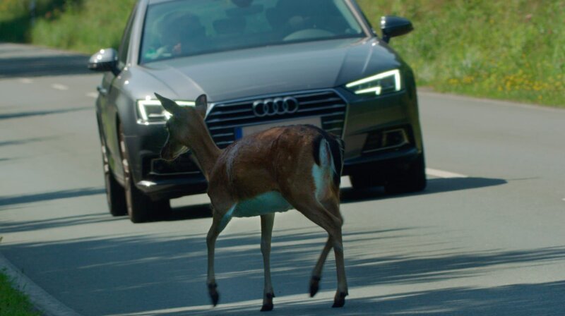 Hirsche, Rehe und Wildschweine springen vor Autos, Kröten wandern über den Asphalt und Insekten kleben auf Windschutzscheiben. Viele Tierarten kreuzen auf ihren Wanderungen unsere Straßen. Häufig sterben Tiere bei diesen Wildunfällen, aber auch tausende Menschen werden dabei verletzt und bis zu zwanzig Autofahrer sterben jedes Jahr allein in Deutschland durch Wildunfälle. – Eine Damhirschkuh kreuzt die Straße. – Bild: WDR/Längengrad Filmproduktion Hirsche, Rehe und Wildschweine springen vor Autos, Kröten wandern über den Asphalt und Insekten kleben auf Windschutzscheiben. Viele Tierarten kreuzen auf ihren Wanderungen unsere Straßen. Häufig sterben Tiere bei diesen Wildunfällen, aber auch tausende Menschen werden dabei verletzt und bis zu zwanzig Autofahrer sterben jedes Jahr allein in Deutschland durch Wildunfälle. – Eine Damhirschkuh kreuzt die Straße. – Bild: WDR/Längengrad Filmproduktion
