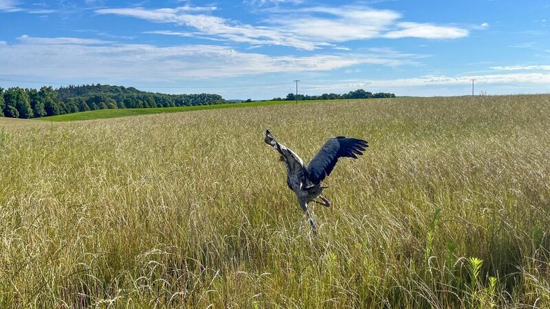 Ein beringter Kranich läuft über ein Feld im Land der tausend Seen. – Bild: BR/​BILD+TEXT Medienproduktion GmbH & Co. KG/​Michelle Gruber
