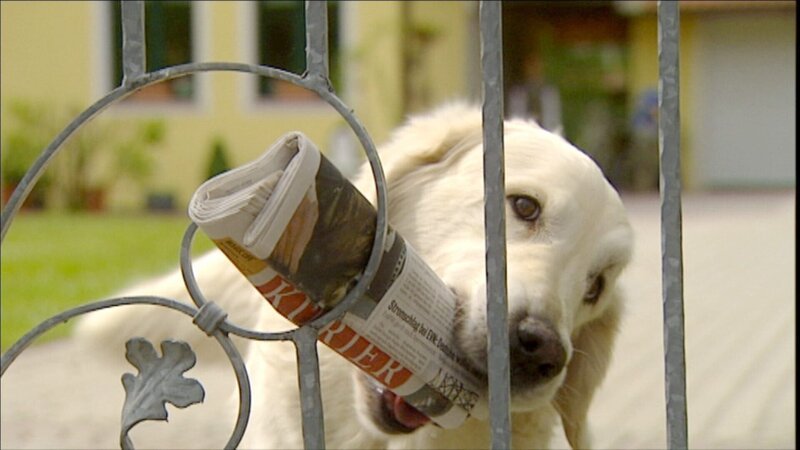 Die Intelligenz der Hunde ist an den Menschen angepasst. – Bild: ORF/​Langbein & Partner